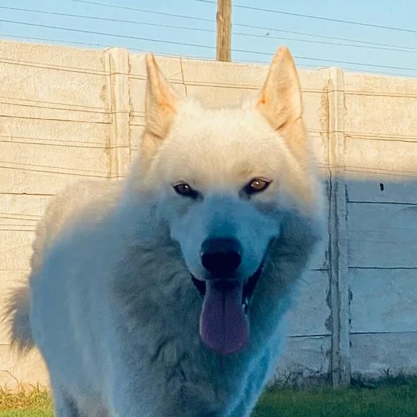 Ary Ártica Perro Lobo Americano