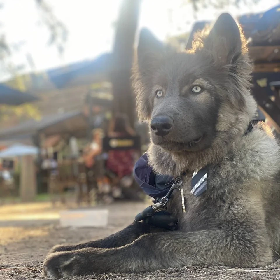 Connor Silver Perro Lobo Americano