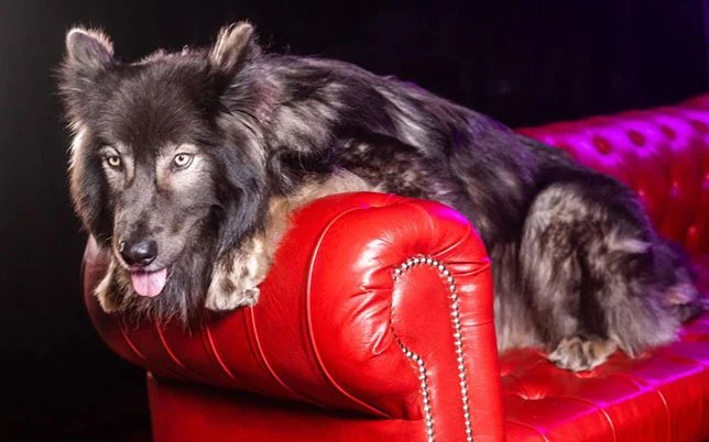 Perro lobo americano en el río