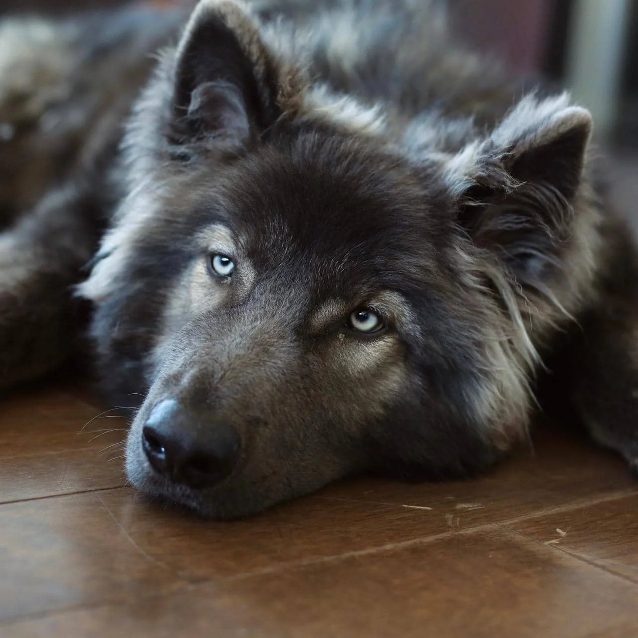 Connor Silver, ejemplar de Perro Lobo Americano en Camino del Lobo
